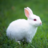 mac软件下载Windows软件下载兔子博客资源网